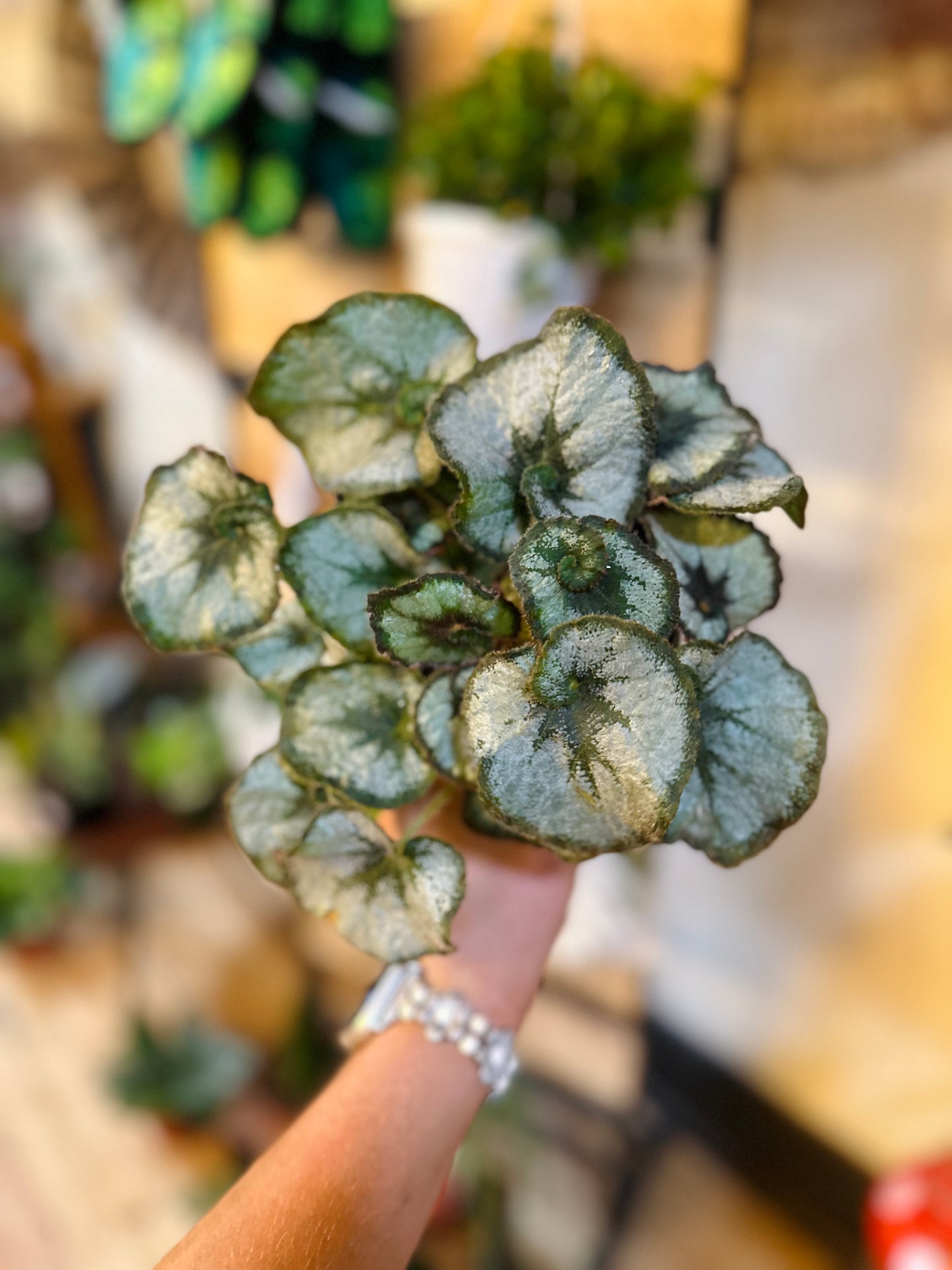 Begonia Escargot 4"