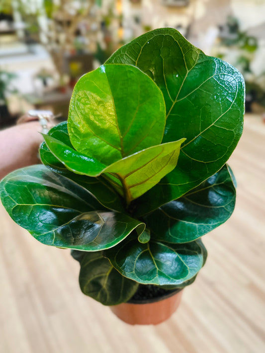 6" Ficus Bambino