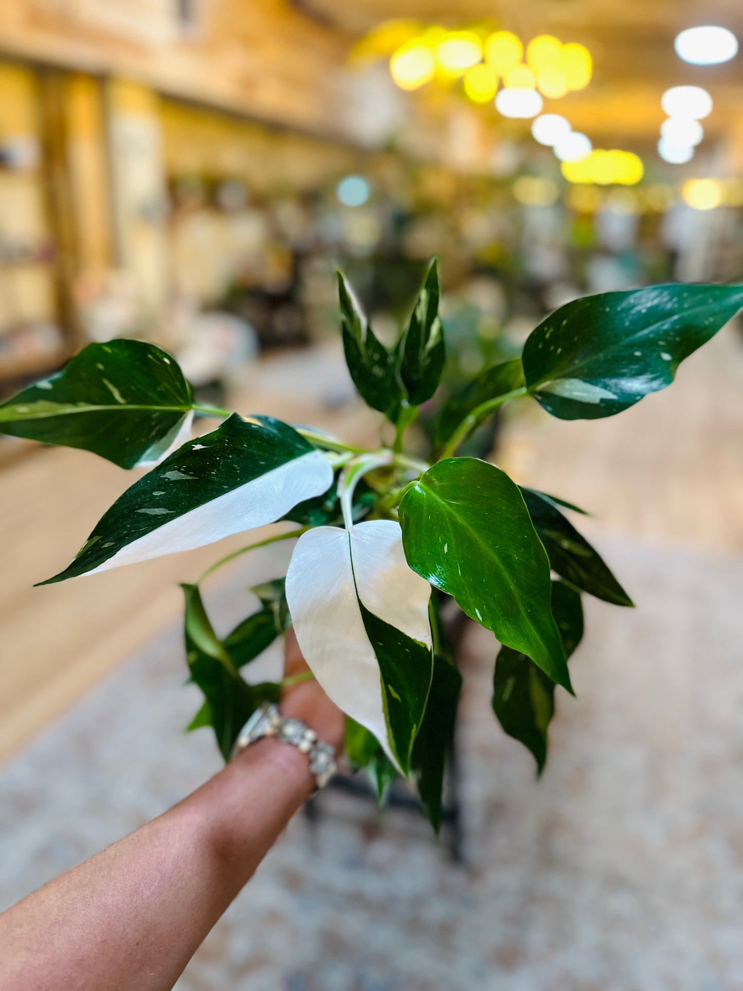 4" Philodendron White Princess