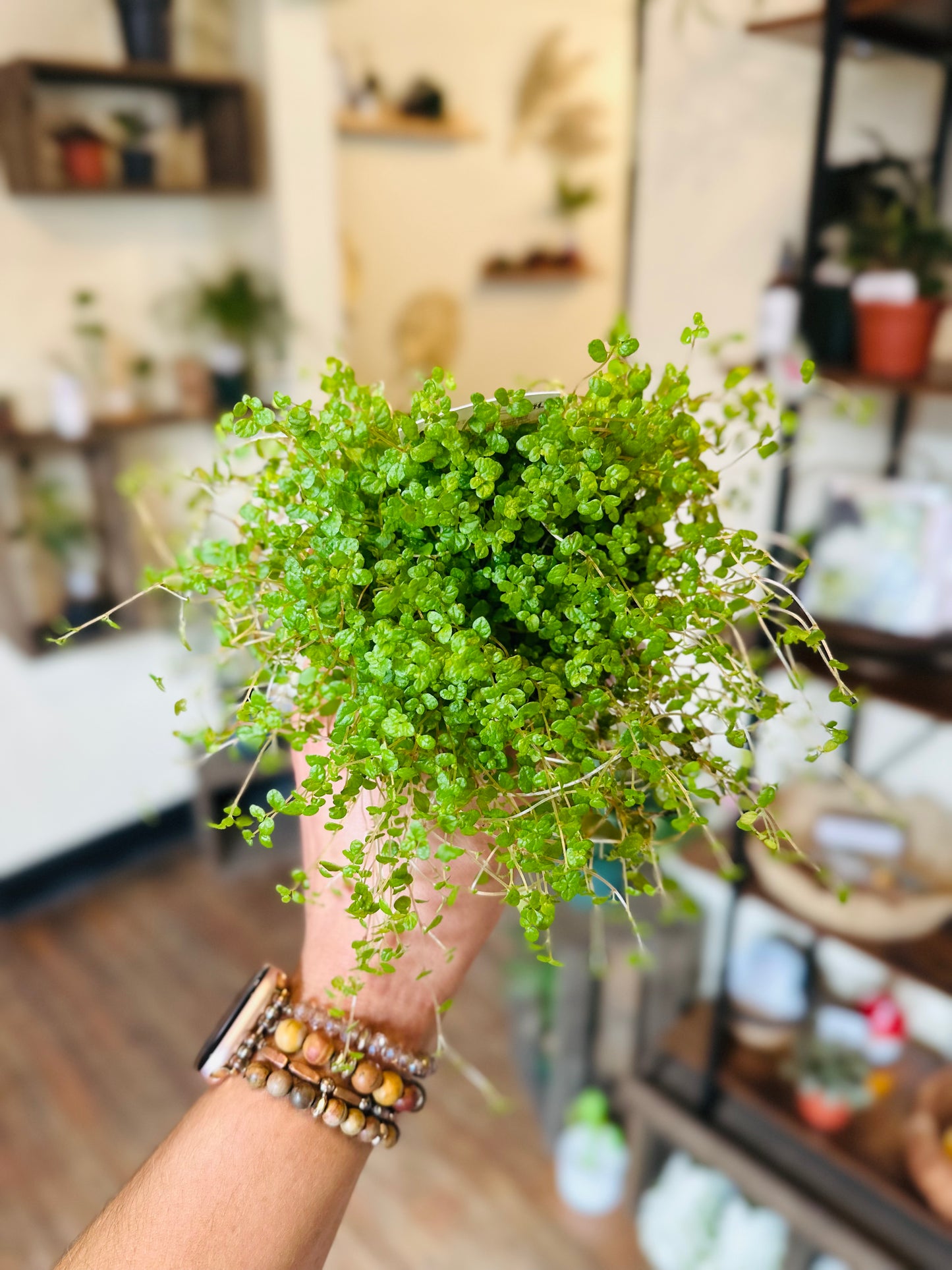 3.5" Pilea Baby Tears