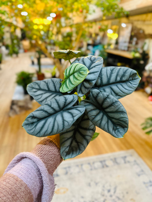 6" Alocasia Silver Dragon