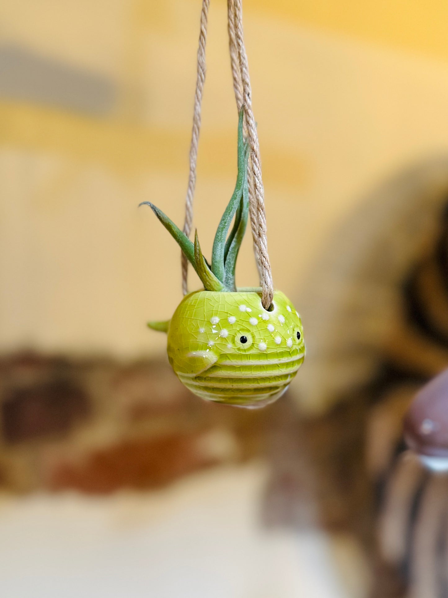 Beach Collection Air Plant Holders