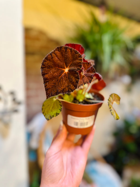 Begonia Peter Piper 4"