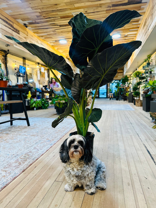 10" Alocasia Regal Shield