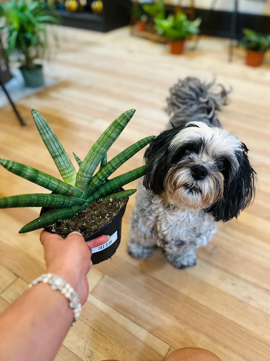 Starfish Snake Plant 6"