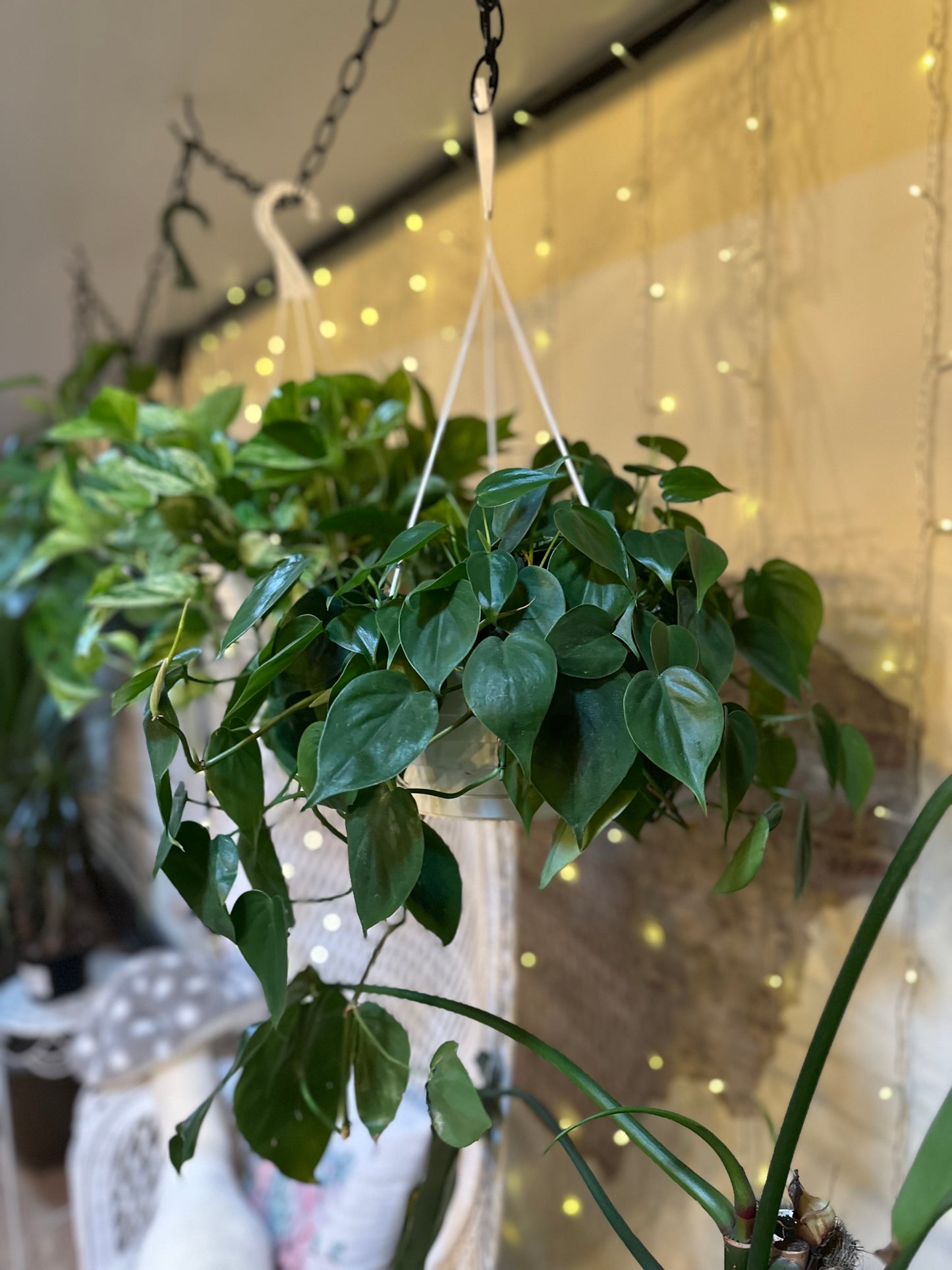 8" Philodendron 'Heartleaf' Basket