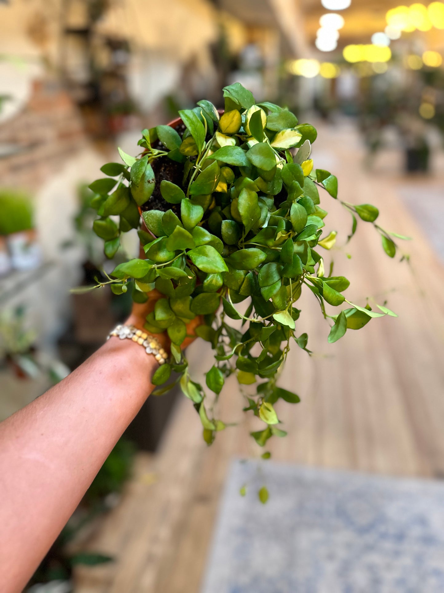 Hoya Heuschkeliana 6"