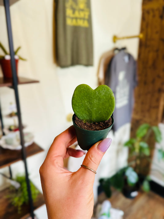 2" Hoya Kerri Heart