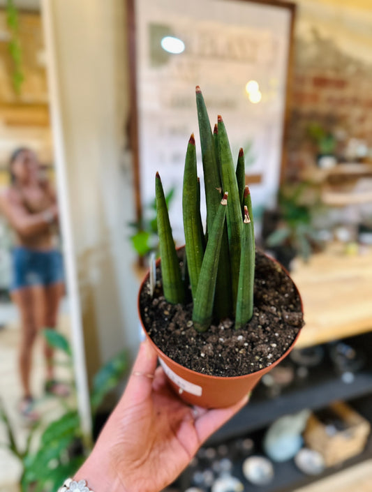 6" Bob Mikado Snake Plant