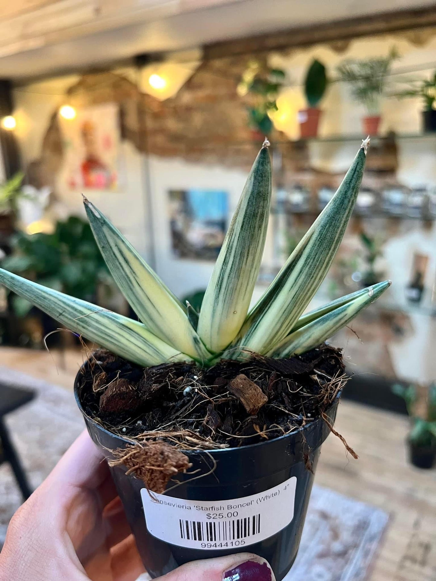 Starfish Snake Plant Variegated 4"