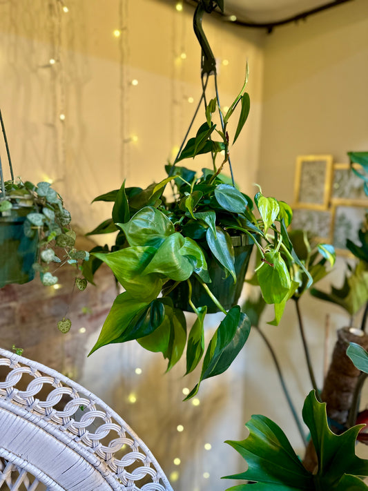 Philodendron 'Brasil' Basket 8"