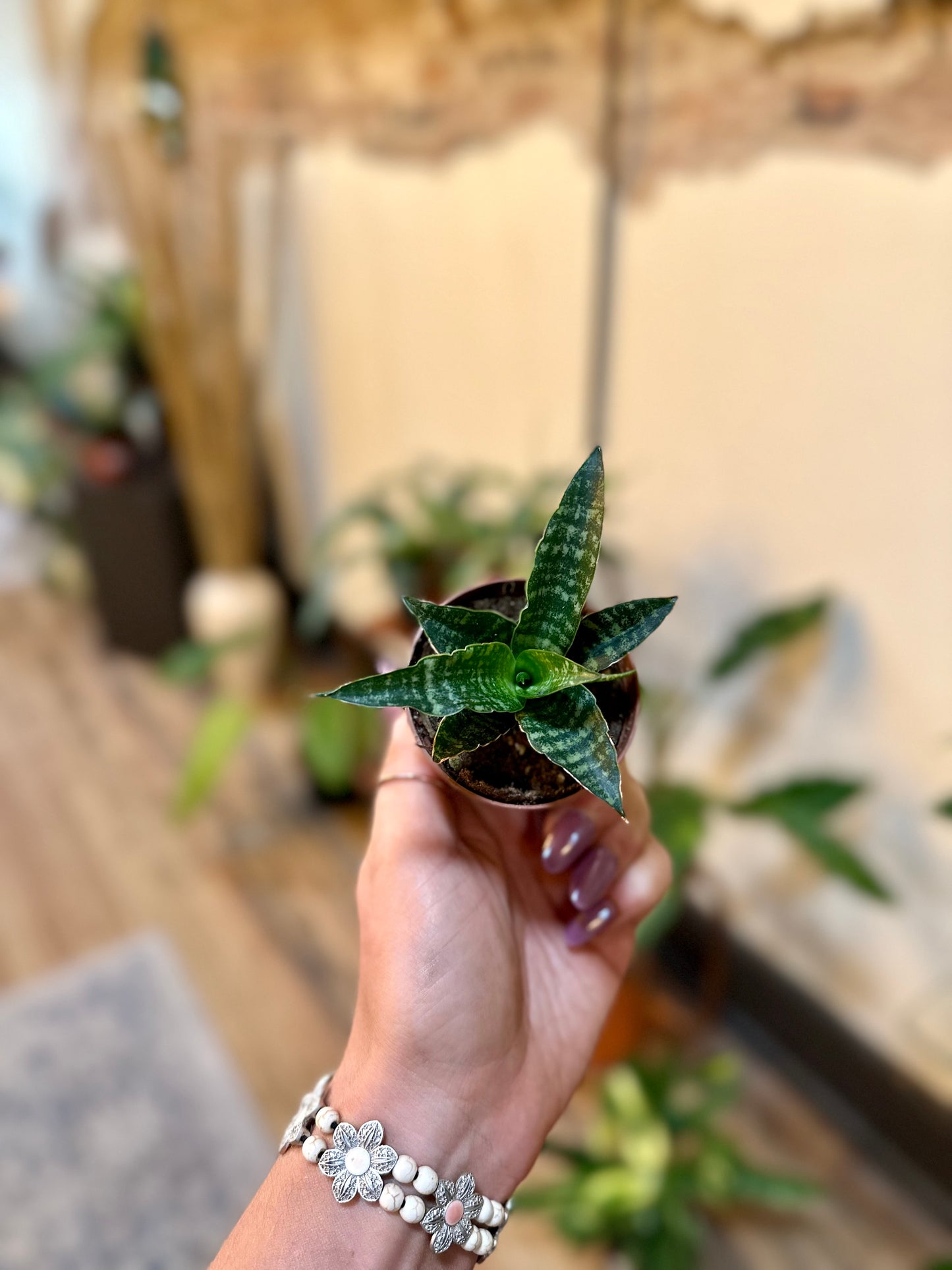 2" Tiger Snake Plant