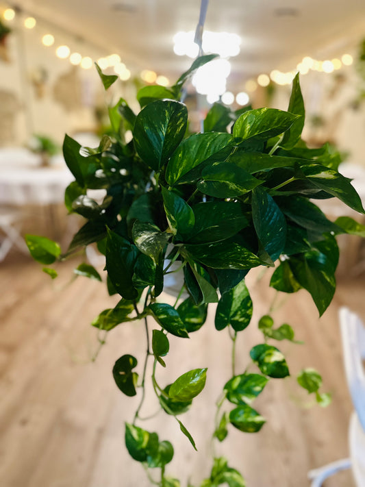 8" Pothos 'Golden' Basket