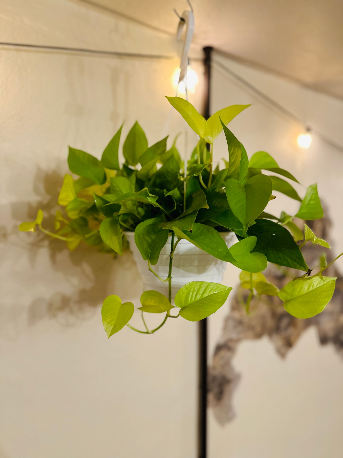 Epipremnum aureum 'Neon' Basket 8"