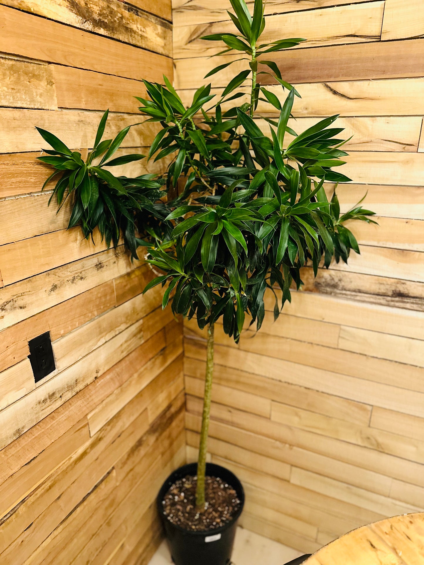 Dracaena Song of Jamaica 12"