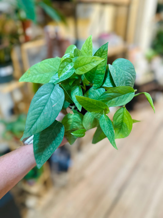 4" Pothos Cebu Blue