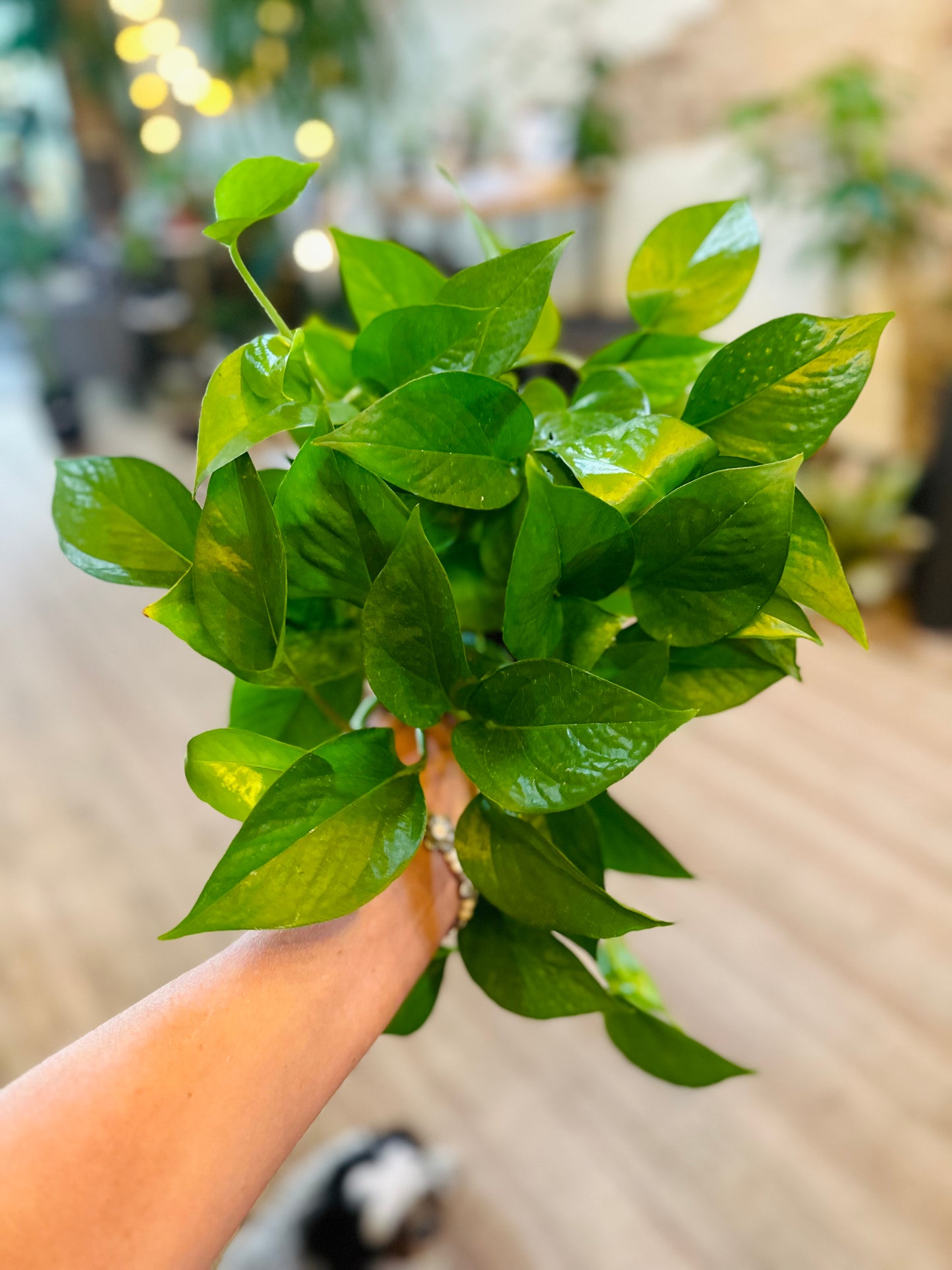 Epipremnum aureum 'Jade' 6"