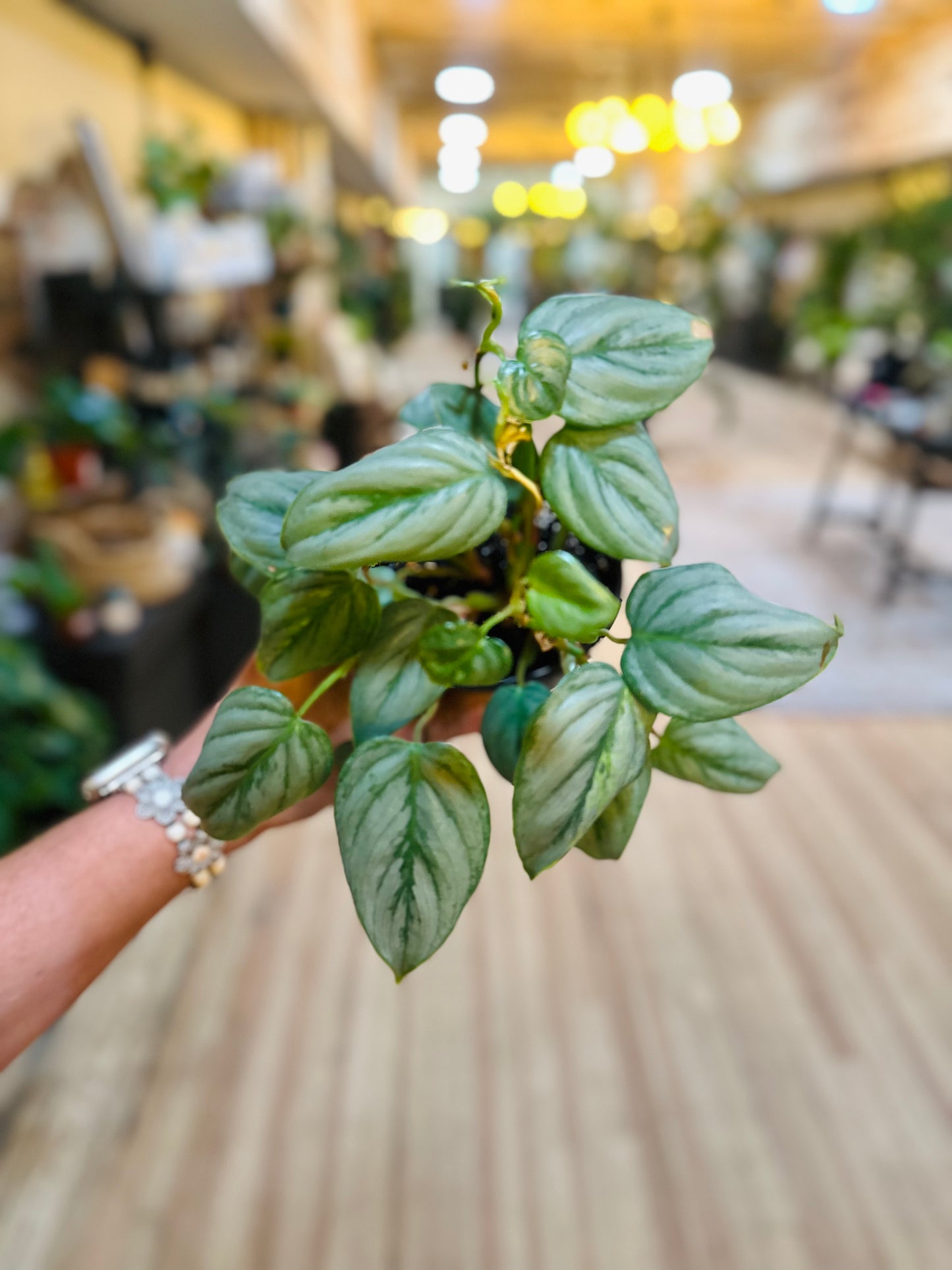 4" Philodendron Colombia