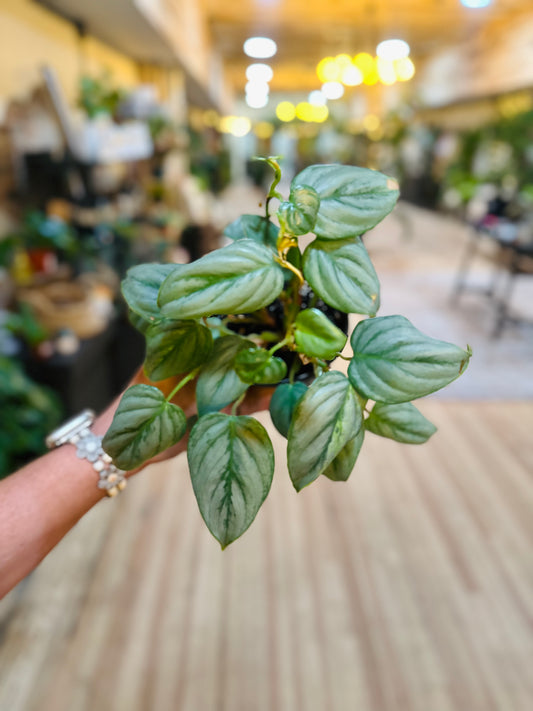 Philodendron sp Colombia 4"