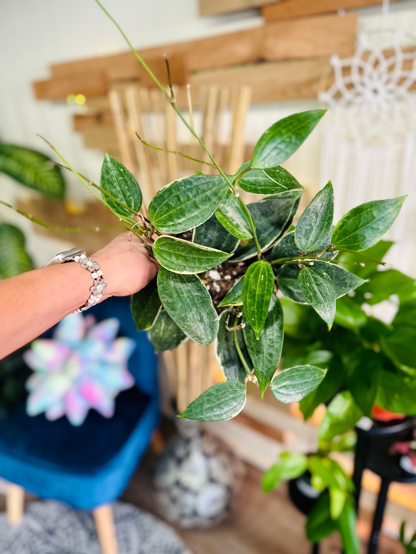 Hoya Macrophylla 6"