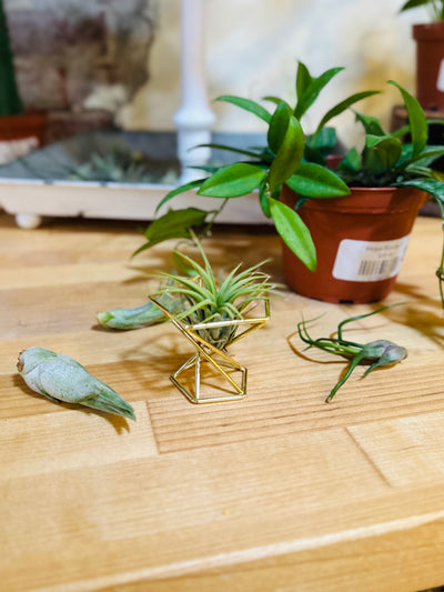 Metal Air Plant Holder