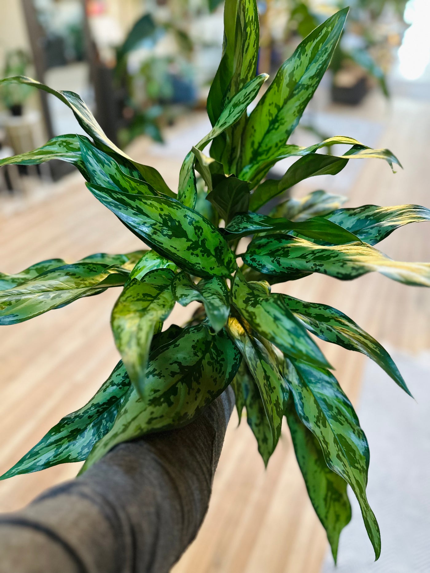 Aglaonema 'Mary Ann' 6"