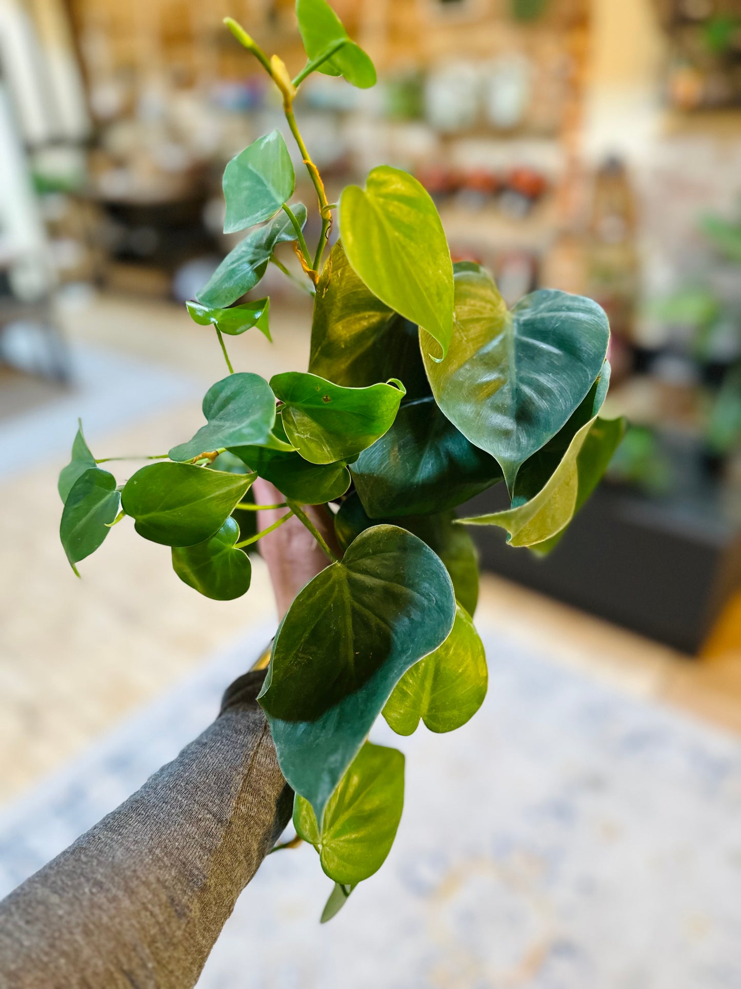 4" Philodendron 'Heartleaf'