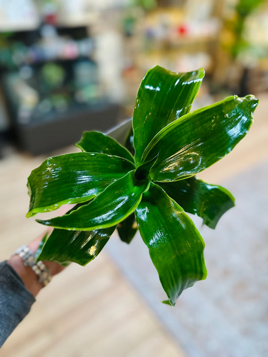 4" Dracaena Dorado