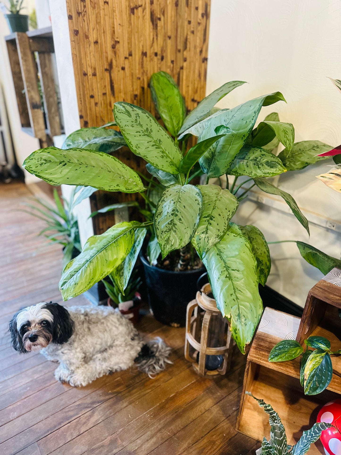 12" Aglaonema 'BJ Freeman'