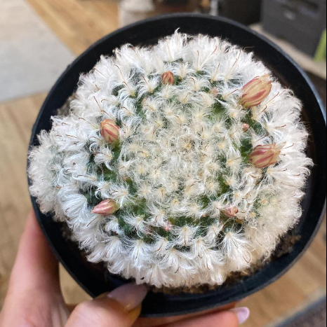 Powder Puff Cactus 6"