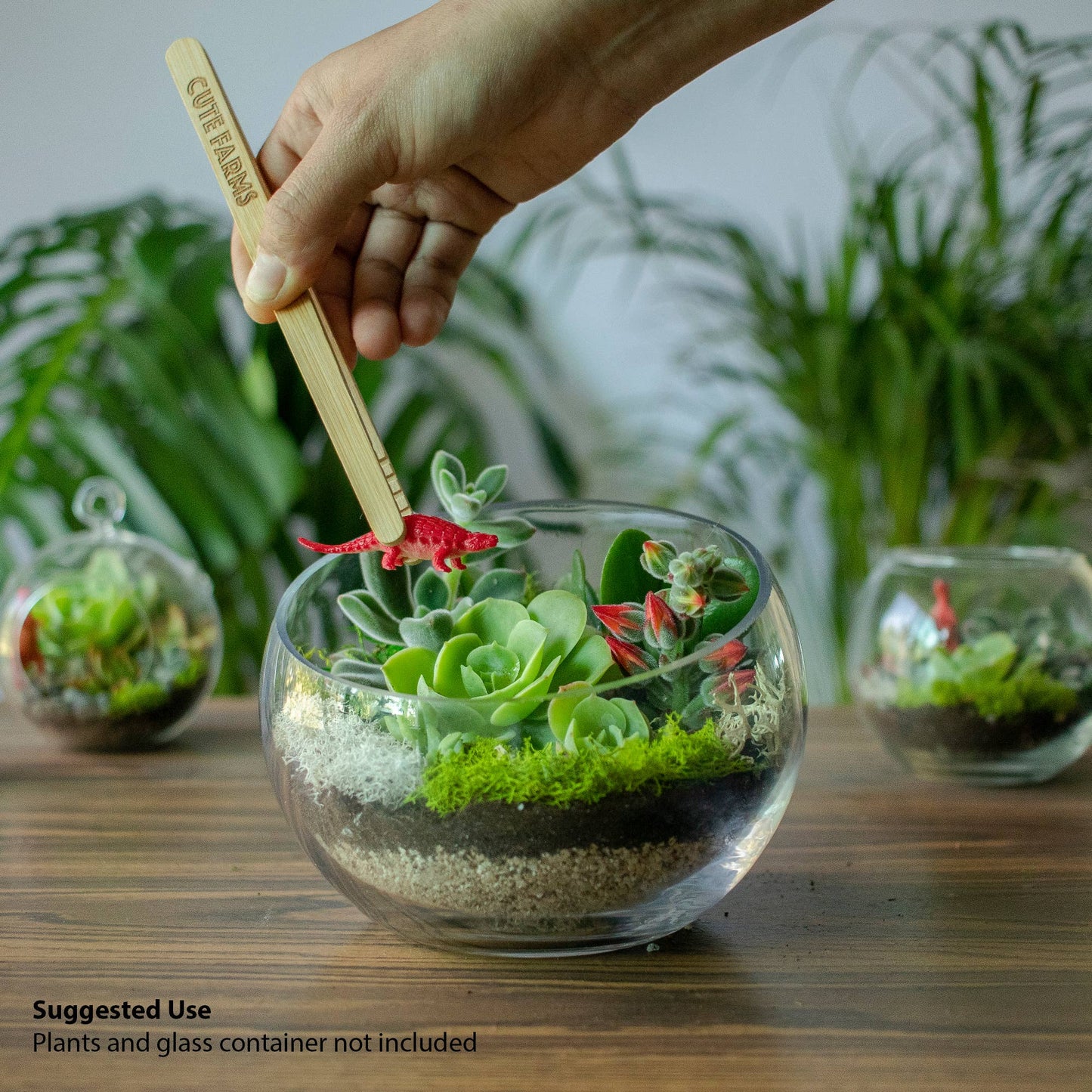 Large Terrarium Kit