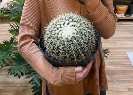 Golden Barrel Cactus 10"