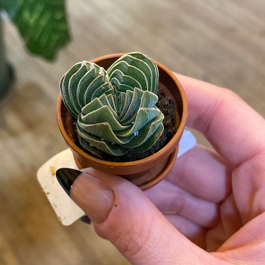 Crassula Buddha's Temple 1"