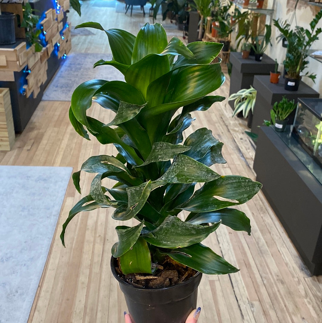 Dracaena Twister 6"