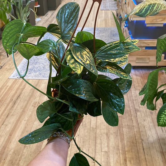 Monstera karstenianum 'Peru' Basket 6"