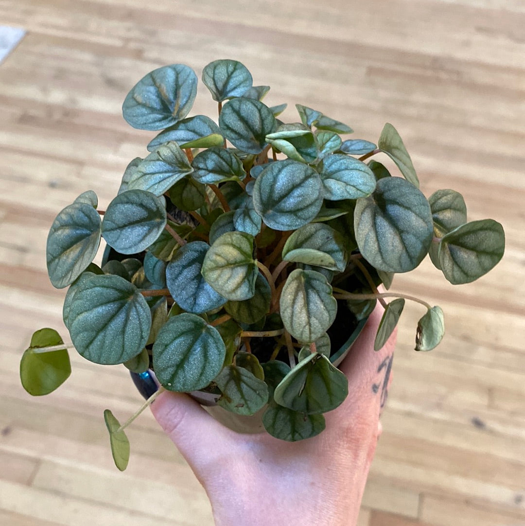 Peperomia Napoli Nights 4"