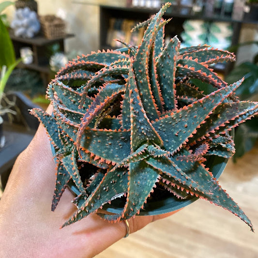 Christmas Carol Aloe 4"