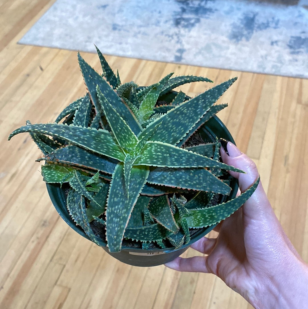 Christmas Carol Aloe 6"