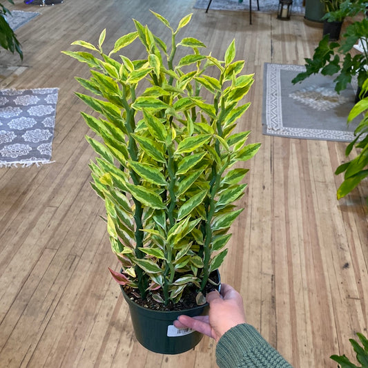 Devils Backbone Variegated 6"