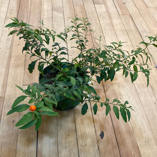 Jerusalem Cherry 6"