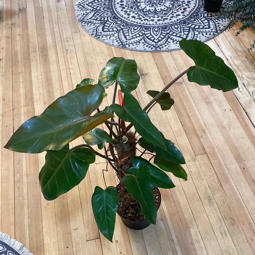 Philodendron sanguineum 8"