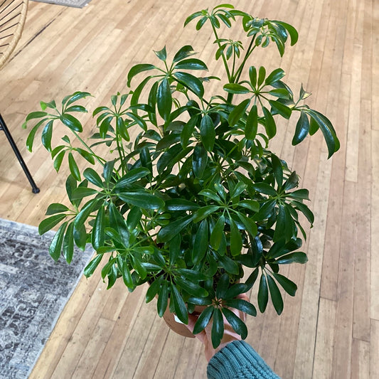 Schefflera Arboricola 6"