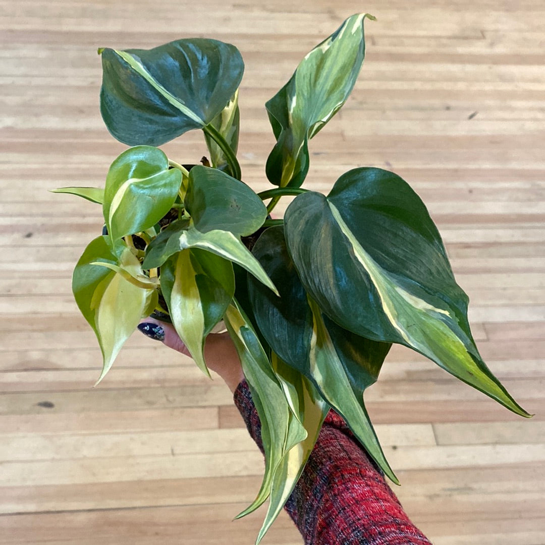 Philodendron hederaceum 'Rio' 4"