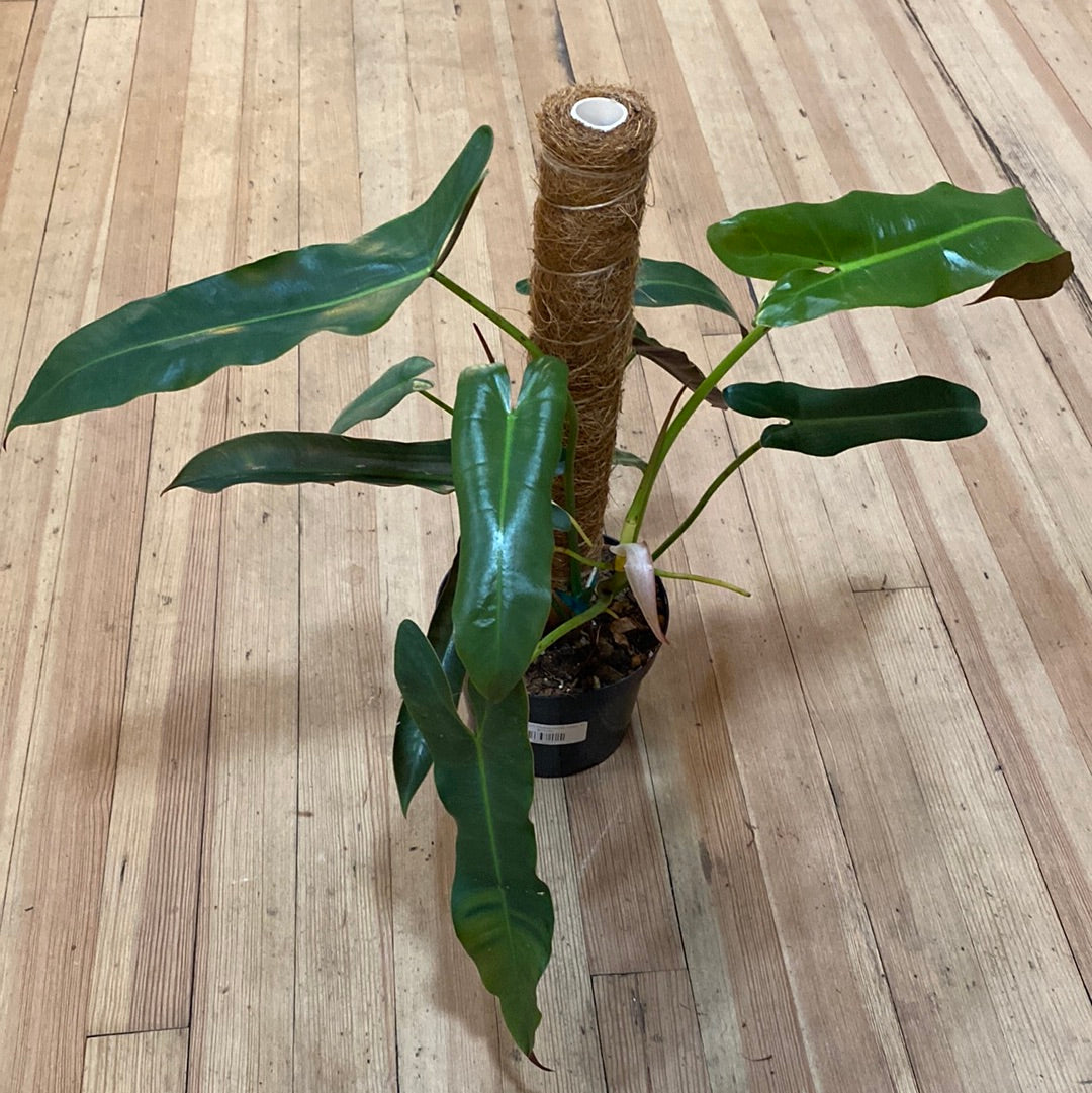 Philodendron atabapoense Totem 6"