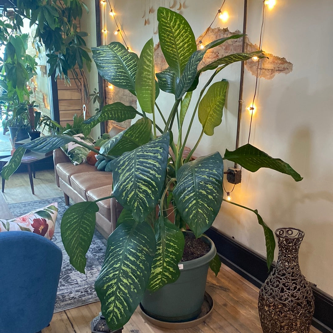 Dieffenbachia Amoena 20"