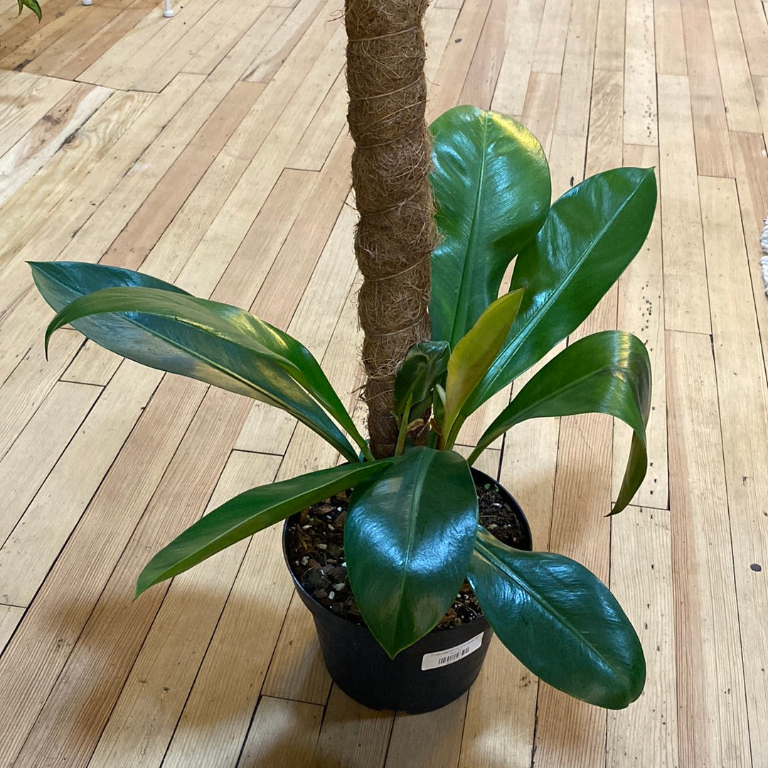 Philodendron linnaei 8"