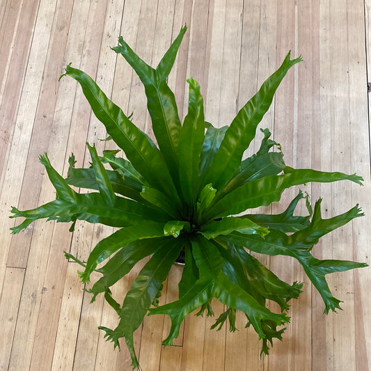 Cressie Fern 6"