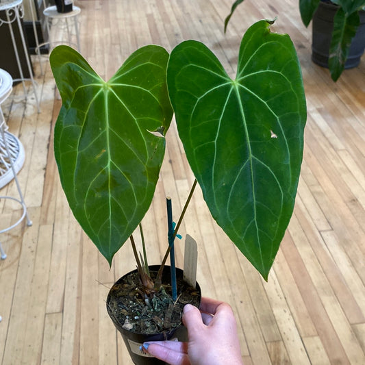 Anthurium 'Green Mamba' 4"