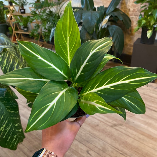 Dieffenbachia Sterling 4"