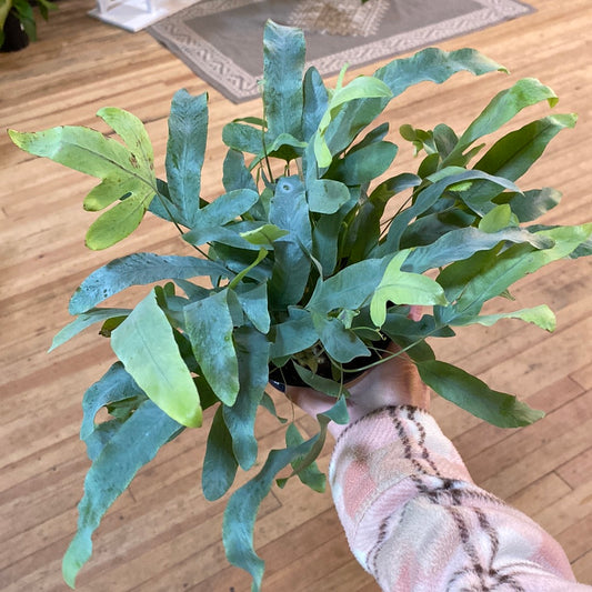 Phlebodium aureum 4"